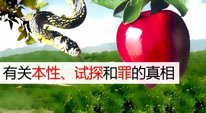 有关本性、试探和罪的真相